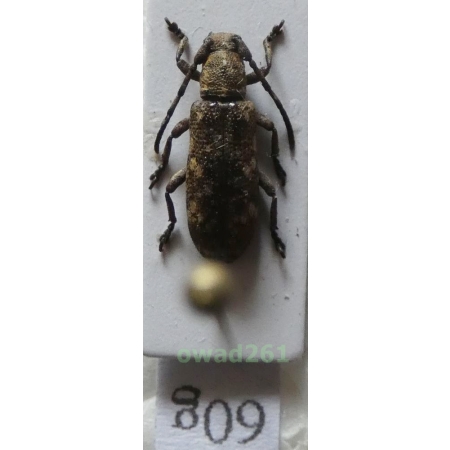 Apomecyna nigritarsis Gahan, 1900 Philippines60g